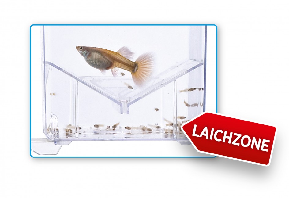 Hagen   MA Hang on Breeding box, Medium