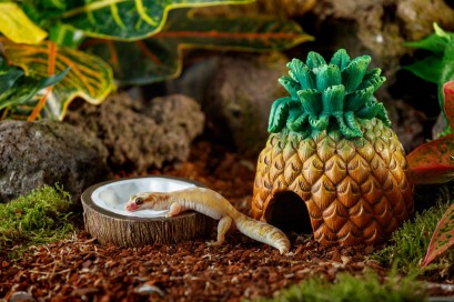 Hagen EX Coconut Water dish