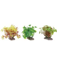 Zolux PLANTS DISPLAY X6 S  ცალი