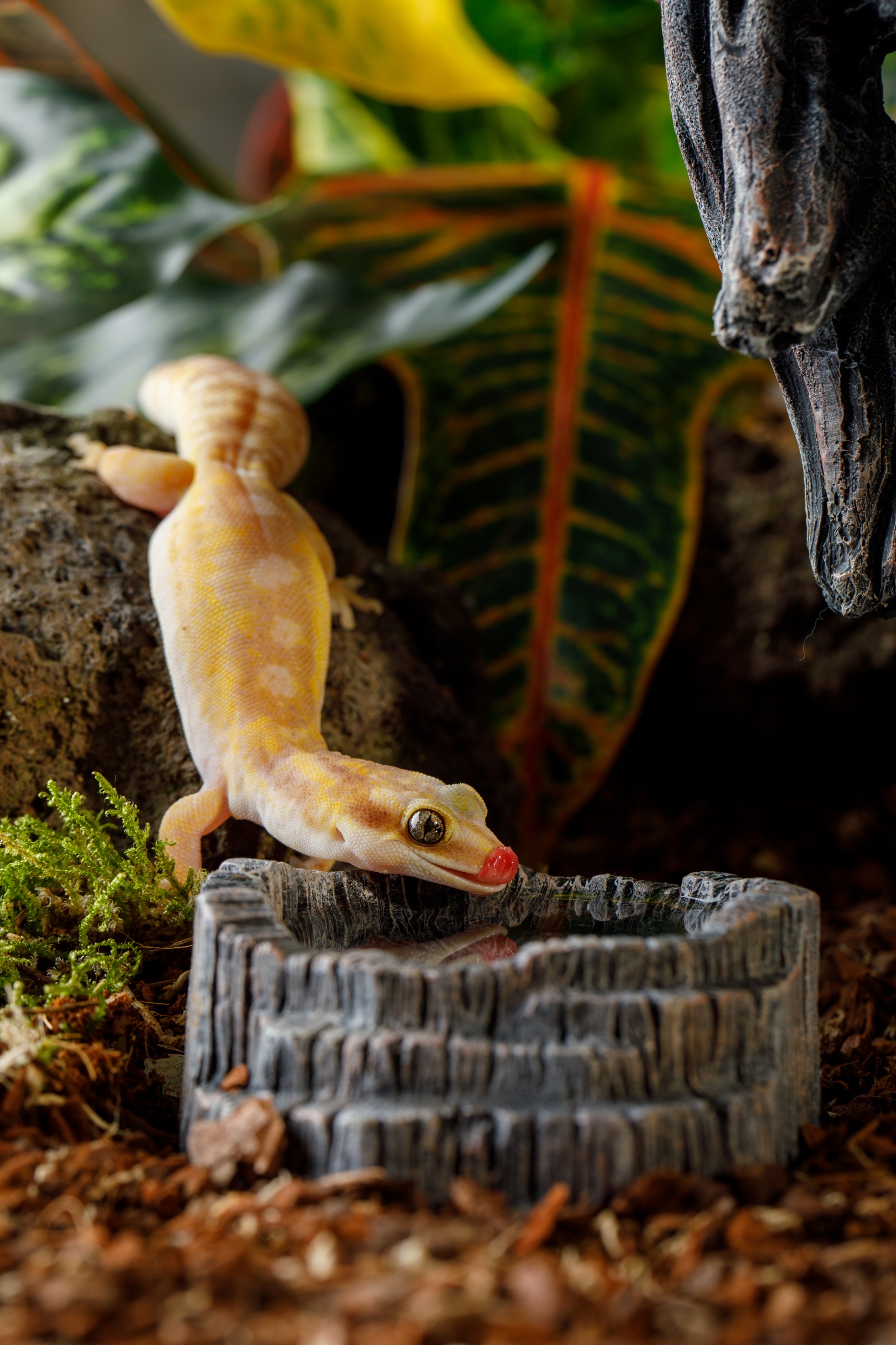 Hagen   EX Tiki Water Dish